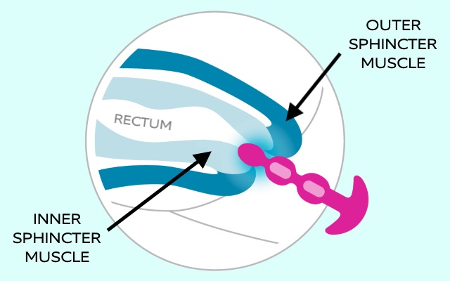 Diagram of anal cavity showing the outer and inner sphincter muscles